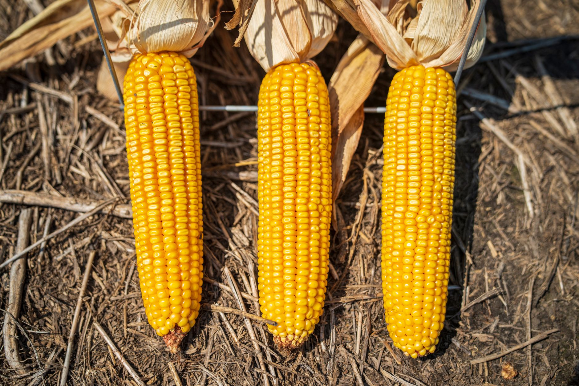When to plant corn in mississippi