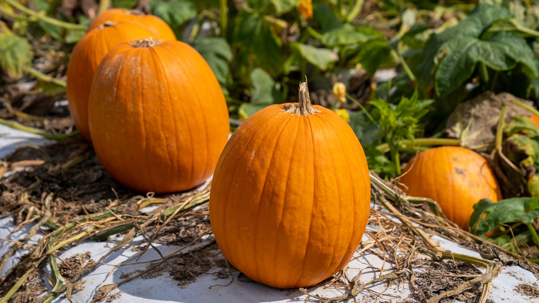 When to plant pumpkins in oregon