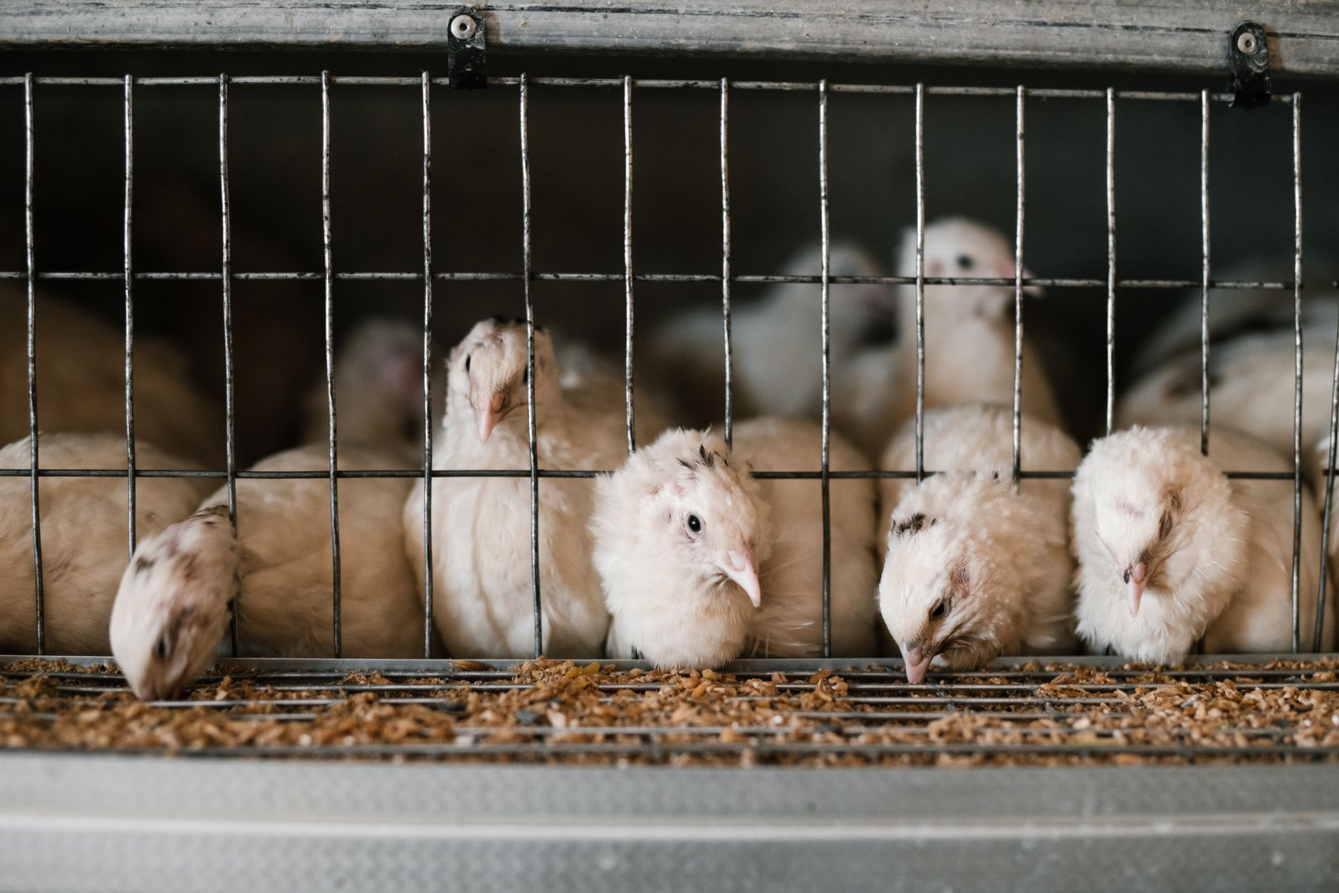 Why are factory farms bad