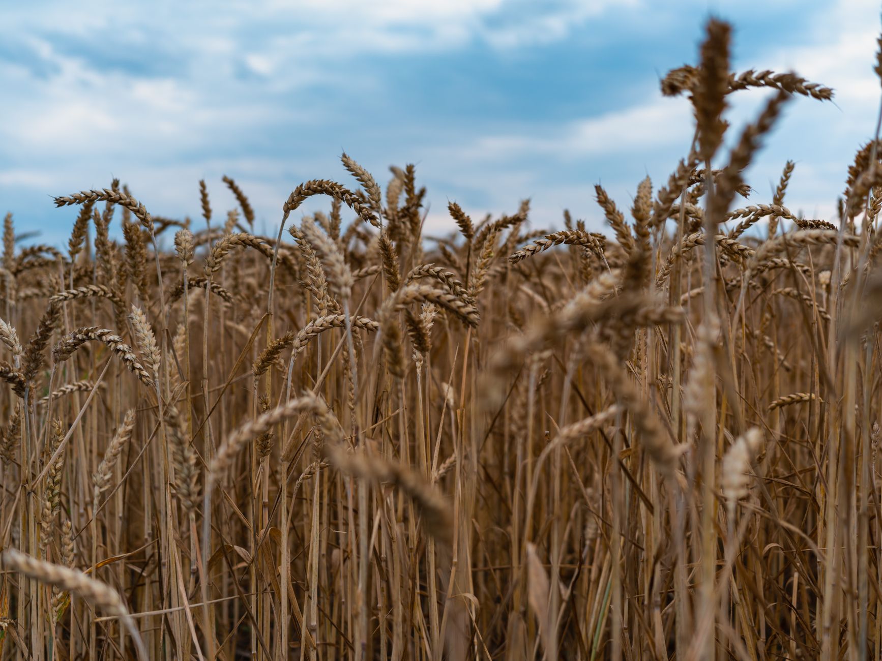 Why are grain farms usually farther away